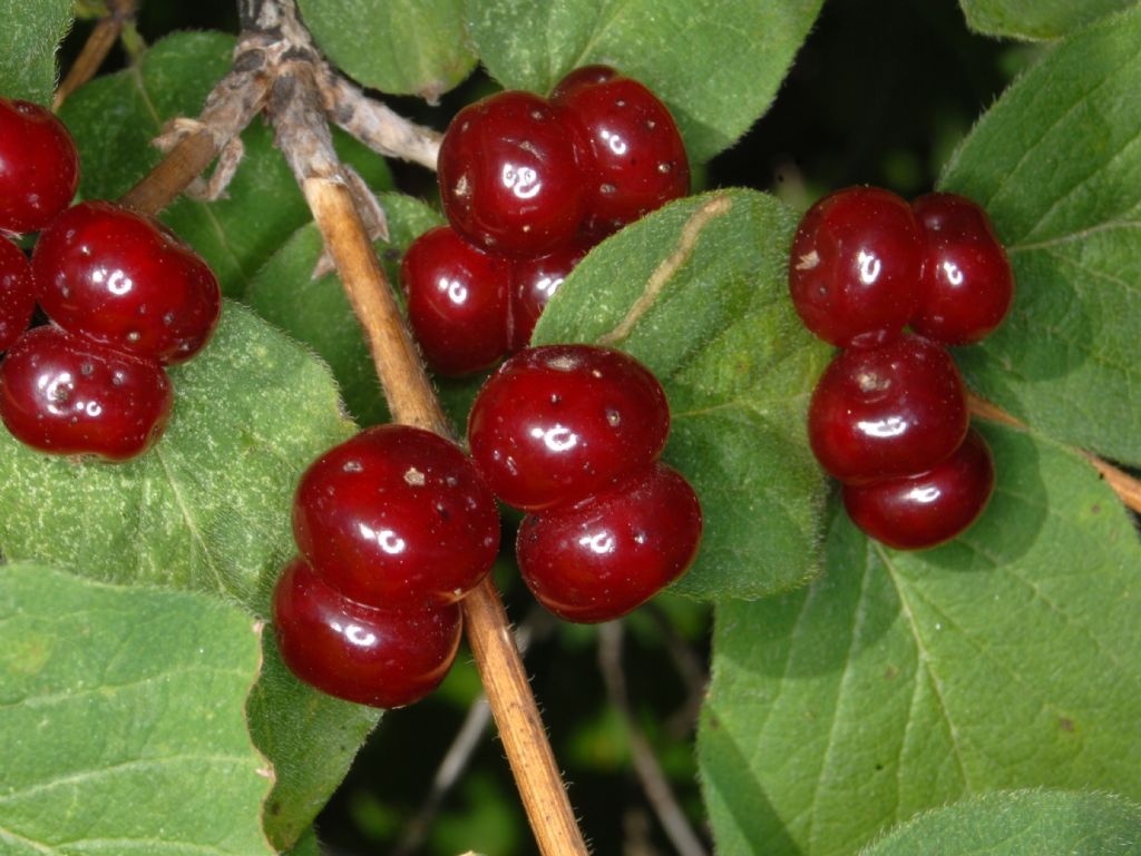 Delle bacche rosse - Lonicera xylosteum